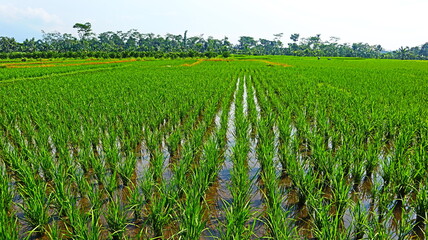 Fototapeta premium Green rural atmosphere, there are rice fields and rice farms in Malang City, East Java, Indonesia.