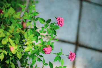 Midsection of woman holding rose outdoors.
Flower power, signs of peace, stop violence, peaceful protest symbol. One red rose in female hand on white background.There are many types of roses,