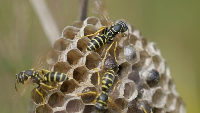 Wasp with moving wings on honeycomb in sunlight. Close up shot.