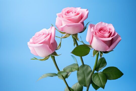 Tranquil Pink roses blue background bush. Life flower. Generate Ai