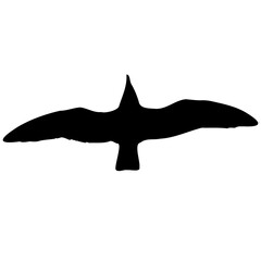 A silhouette of a bird in flight
