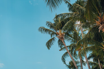 Coconut trees and daytime sky