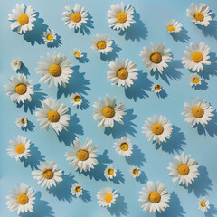 Daisy spring flowers pattern, top view