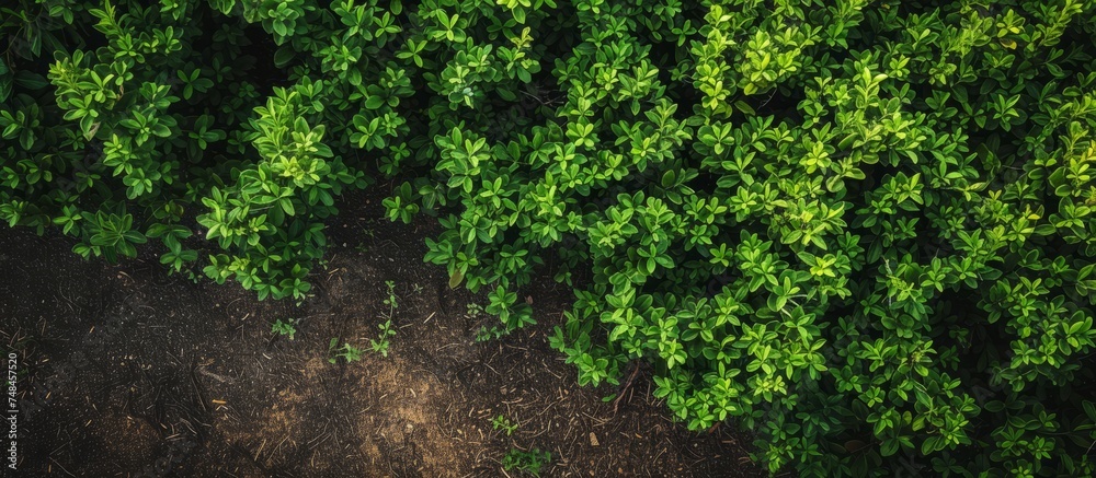 Poster Lush Green Bush Surrounded by Soil and Earthy Terrain in a Natural Setting