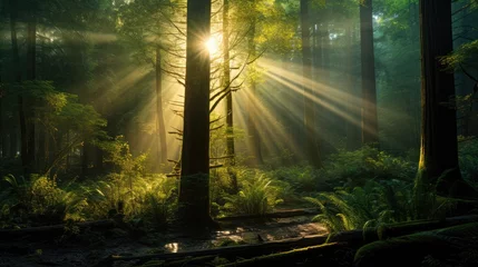 Foto auf Acrylglas Sunrays in dark forest. Sun rays in woods. Sunbeam light © VIK