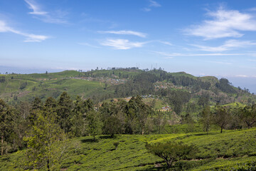 Fototapeta na wymiar Views across the tea plantations from Lipton’s Seat in the Nuwara Eliya District, Central Province of Sri Lanka