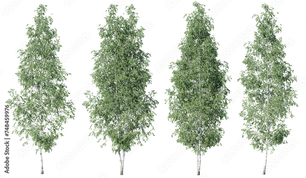 Fototapete birch tree on transparent background.3d rendering png