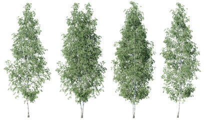 Obraz premium Birch tree on transparent background.3d rendering PNG