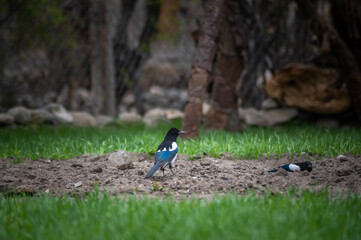 Eurasian magpie, pica pica, sitting on farmland in Himalayan nature. Dark bird with turquoise wings and tail. Rare bird found in Leh Ladakh region in India .