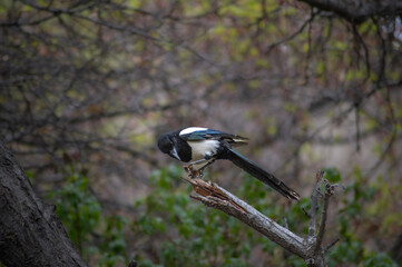 Obraz na płótnie Canvas Eurasian magpie, pica pica, sitting on a branch in Himalayan nature. Dark bird with turquoise wings and tail. Rare bird found in Leh Ladakh region in India . 