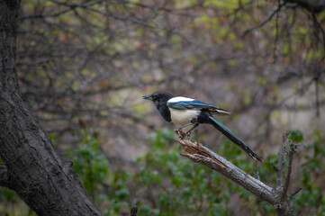 Eurasian magpie, pica pica, sitting on a branch in Himalayan nature. Dark bird with turquoise wings and tail. Rare bird found in Leh Ladakh region in India . 