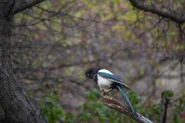 Eurasian magpie, pica pica, sitting on a branch in Himalayan nature. Dark bird with turquoise wings and tail. Rare bird found in Leh Ladakh region in India . 