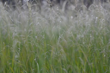 grass