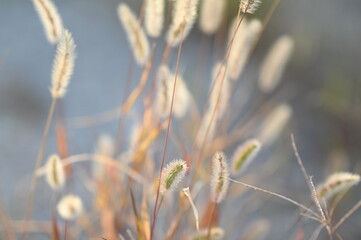 Naklejka premium grass