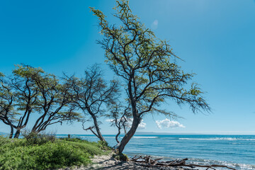Fototapeta na wymiar Neltuma pallida. Prosopis pallida is a species of mesquite tree. It has the common names kiawe. Ukumehame Beach Park, Maui Hawaii 