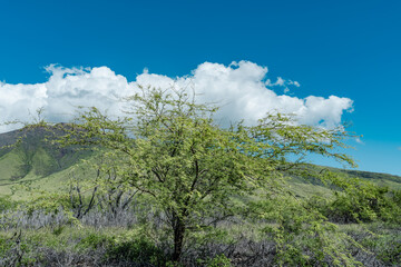Neltuma pallida. Prosopis pallida is a species of mesquite tree. It has the common names kiawe....