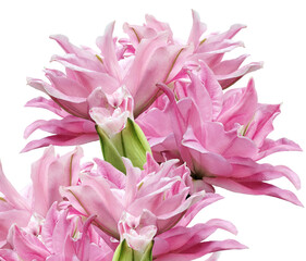 Pink  lily   flowers   on   isolated background with clipping path. Closeup. For design. Transparent background.  Nature.
