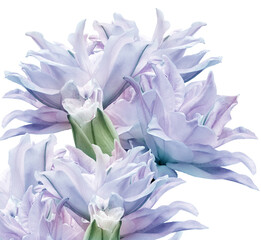 Lily   flowers   on  isolated background with clipping path. Closeup. For design. Nature.