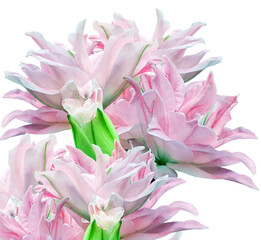 Pink peonies  flowers   on  isolated background with clipping path. Closeup. For design. Nature.