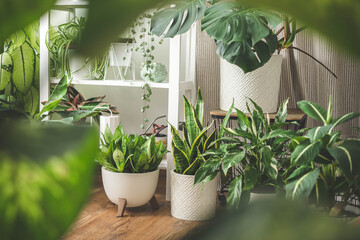 Houseplant domestic jungle garden organization fresh natural plant pots variegated monstera at room