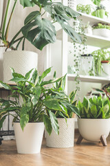 Houseplant domestic jungle garden organization fresh natural plant pots variegated monstera at room