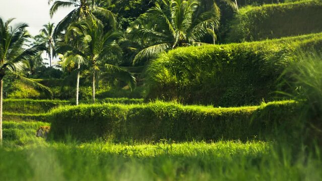 Cinematic footage of green Balinese rice terraces