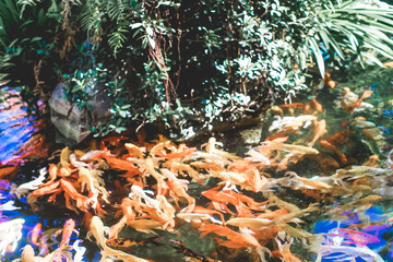 ,Close-up of fish in water,Red tilapia fish farming, tubtim fish economic importance of fish...