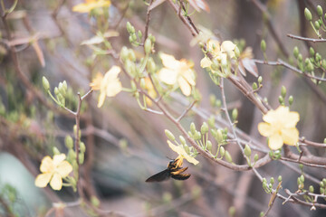 ,Close-up of Ochna integerrima flowering plant,
Ochna integerrima, popularly called yellow mai flower. In Cambodia. bright yellow ochna integerrima flower