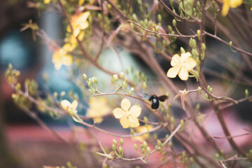 ,Close-up of Ochna integerrima flowering plant,
Ochna integerrima, popularly called yellow mai flower. In Cambodia. bright yellow ochna integerrima flower