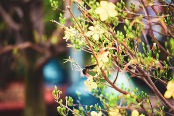 ,Close-up of Ochna integerrima flowering plant,
Ochna integerrima, popularly called yellow mai flower. In Cambodia. bright yellow ochna integerrima flower