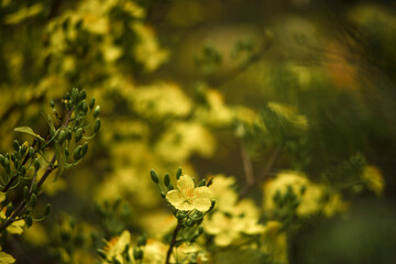  Ochna integerrima are scattered in the central provinces from Quang Binh and Quang Tri to the south.Single Ochna integerrima blossom