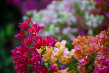 Close-up of yellow flowering plant,Closeup Group of Yellow Bougainvillea Flowers Isolated on Background,Close-up of pink bougainvillea glabra plant,Close-up of pink bougainvillea glabra blossoms,