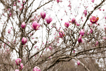 A large, pink southern magnolia flower is surrounded by glossy green leaves of a tree. Pink petal close up. Spring background. Loebner Magnolia, Magnoliaceae Hybrid © Mila
