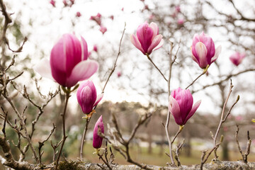 A large, pink southern magnolia flower is surrounded by glossy green leaves of a tree. Pink petal...