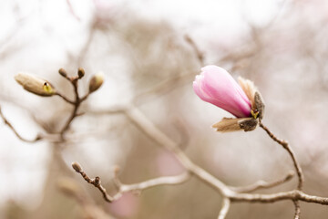 A large, pink southern magnolia flower is surrounded by glossy green leaves of a tree. Pink petal...