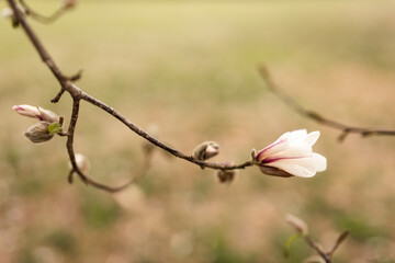 Magnolia grandiflora, the Southern magnolia or bull bay, tree of the family Magnoliaceae. Spring...