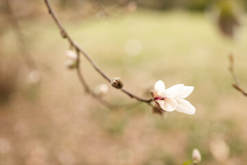 Magnolia grandiflora, the Southern magnolia or bull bay, tree of the family Magnoliaceae. Spring background. Loebner Magnolia. Creamy white magnolia flowers bloom in garden close up. Pink flowers
