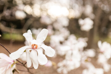 Magnolia grandiflora, the Southern magnolia or bull bay, tree of the family Magnoliaceae. Spring background. Loebner Magnolia. Creamy white magnolia flowers bloom in garden close up. Pink flowers © Mila