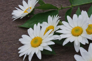 Obraz premium flowers