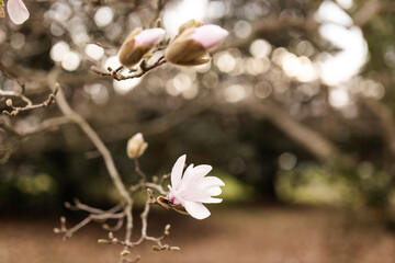 Magnolia grandiflora, the Southern magnolia or bull bay, tree of the family Magnoliaceae. Spring background. Loebner Magnolia. Creamy white magnolia flowers bloom in garden close up. Pink flowers