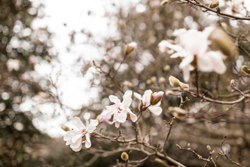 Magnolia grandiflora, the Southern magnolia or bull bay, tree of the family Magnoliaceae. Spring background. Loebner Magnolia. Creamy white magnolia flowers bloom in garden close up. Pink flowers