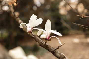 Magnolia grandiflora, the Southern magnolia or bull bay, tree of the family Magnoliaceae. Spring background. Loebner Magnolia. Creamy white magnolia flowers bloom in garden close up. Pink flowers