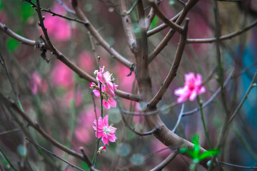 Close-up of hand tying martisor on Prunus persica blooming on tree.Cropped hand of woman touching Prunus persica growing on branch.Scenic view of mount fuji and Prunus persica blossom.