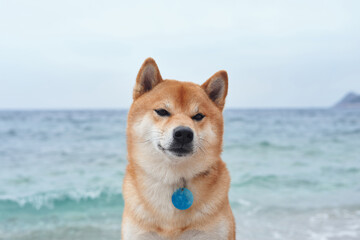 A dog smiles contentedly by the sea, embodying the joy of coastal life. This charming Shiba Inu,...