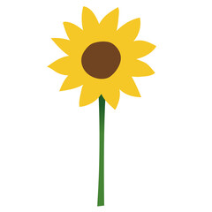 Sunflower. Yellow flower. Hand drawn. Spring and summer. Flat Vector element illustration with transparent background.