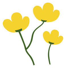 Yellow Buttercup flower. Hand drawn. Spring and summer. Flat Vector element illustration with transparent background. Flower Banner, Poster.