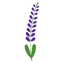 Lavender flower. Botanical nature purple flower. Hand drawn. Spring and summer. Flat Vector element illustration with transparent background.