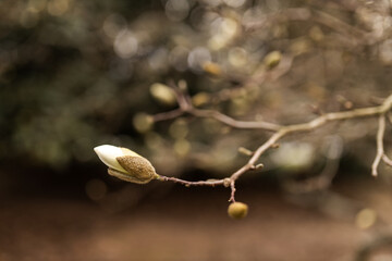 Magnolia grandiflora, the Southern magnolia or bull bay, tree of the family Magnoliaceae. Spring...