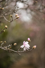 Flower of the Magnolia grandiflora, the Southern magnolia or bull bay, tree of the family Magnoliaceae. Spring background. Loebner Magnolia. Pink magnolia flowers bloom in garden close up. 