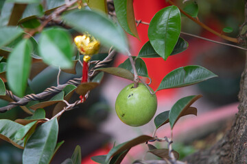 The peel Chrysophyllum cainito contains a lot of latex and is inedible. The flat seeds of Chrysophyllum cainito are light brown and hard. 